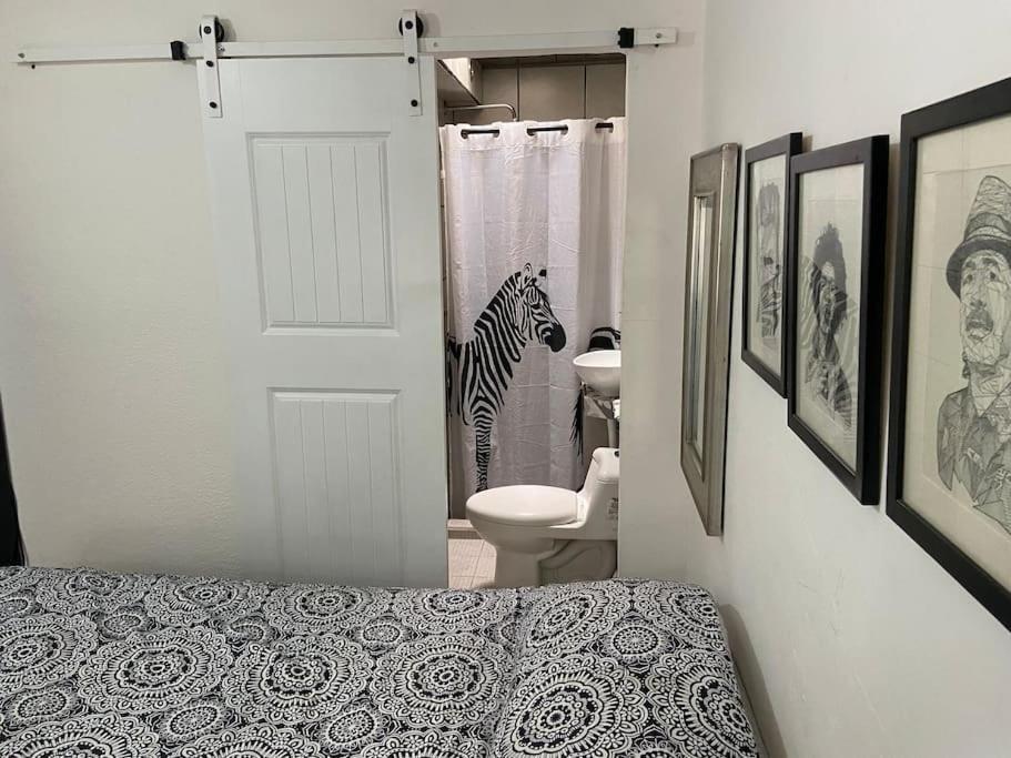 Zebra Studio Tijuana Luaran gambar
